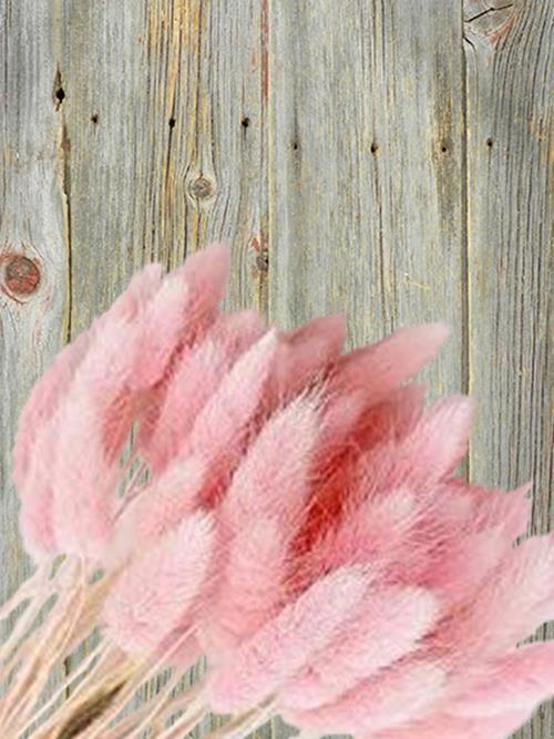 BUNNY TAIL 40- LIGHT PINK PRESERVED  GRASS  40 STEMS PER BUNCH